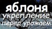 И Ваша Яблоня ПРОСЛУЖИТ ЕЩЁ 30 лет !!! / СТЯЖКА ДЛЯ ЯБЛОНЬ / Дача / Сад / Яблоня /  Cottage / Garden / Gardening