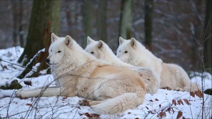 Arctic Wolfpack Howls (Part 1)
