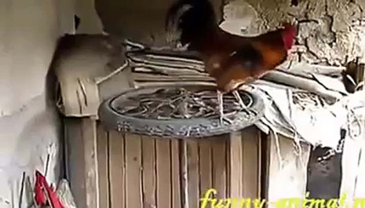 funny animals hhhh
