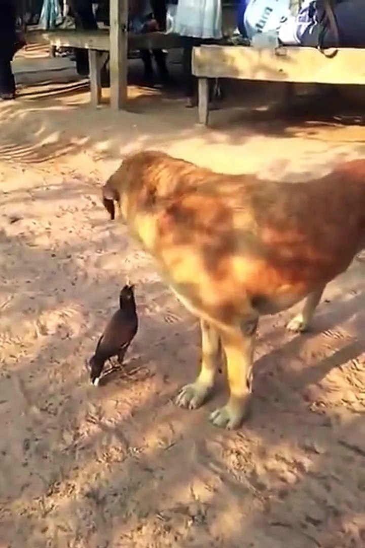 FUNNY ANIMALS @ dog and pet bird