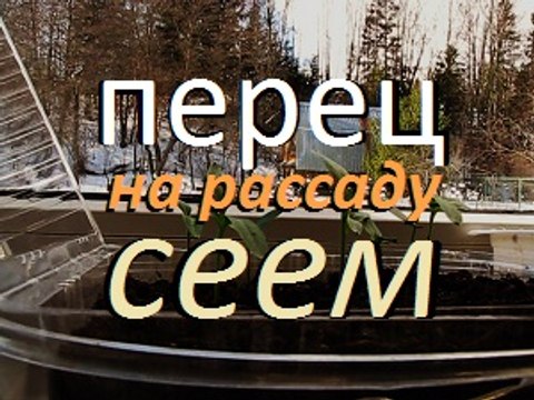 ПОСАДИТЬ ПЕРЕЦ . БЫСТРО И ГРАМОТНО / Дача / Сад / Огород / Перец / Cottage / Garden / Gardening