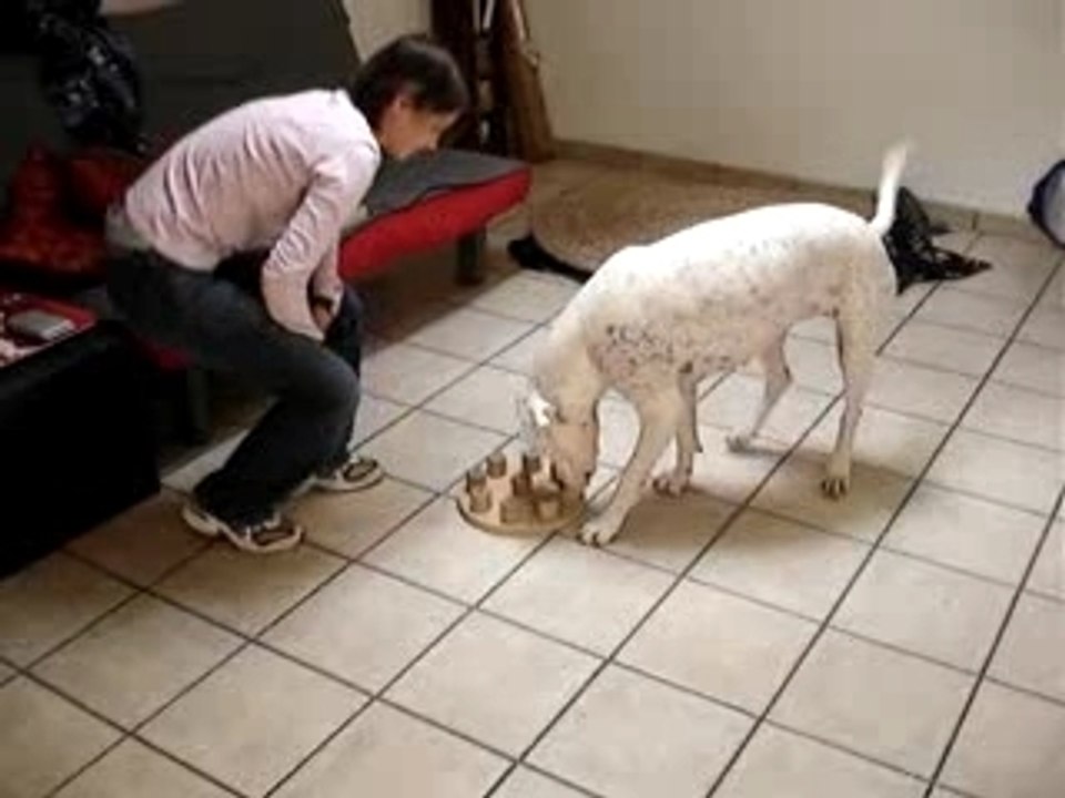 DogSmart1