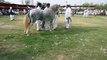 Horse-dance-Pakistan-2016---Ghora-Sawera-puniab-Pakistan-culture