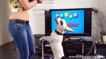 Very cute dog happy birthday videos