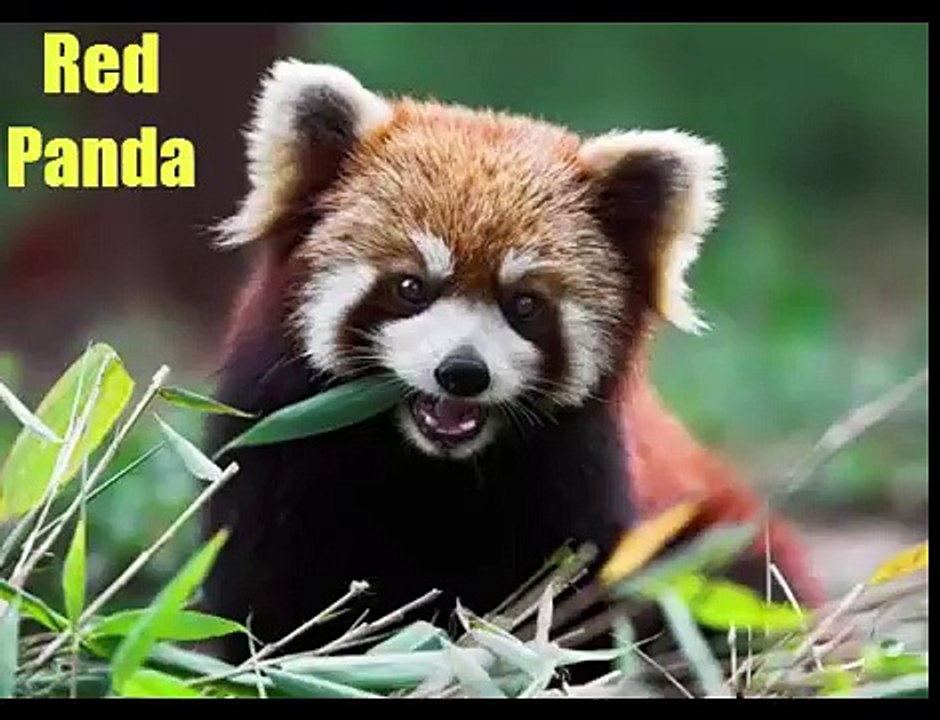 Australia vs Bangladesh Highlights Sixes Of The Match T20 World Cup 2016 -