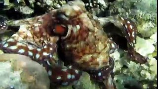 Octopus / Осьминог