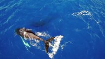 humpback whales in hawaii