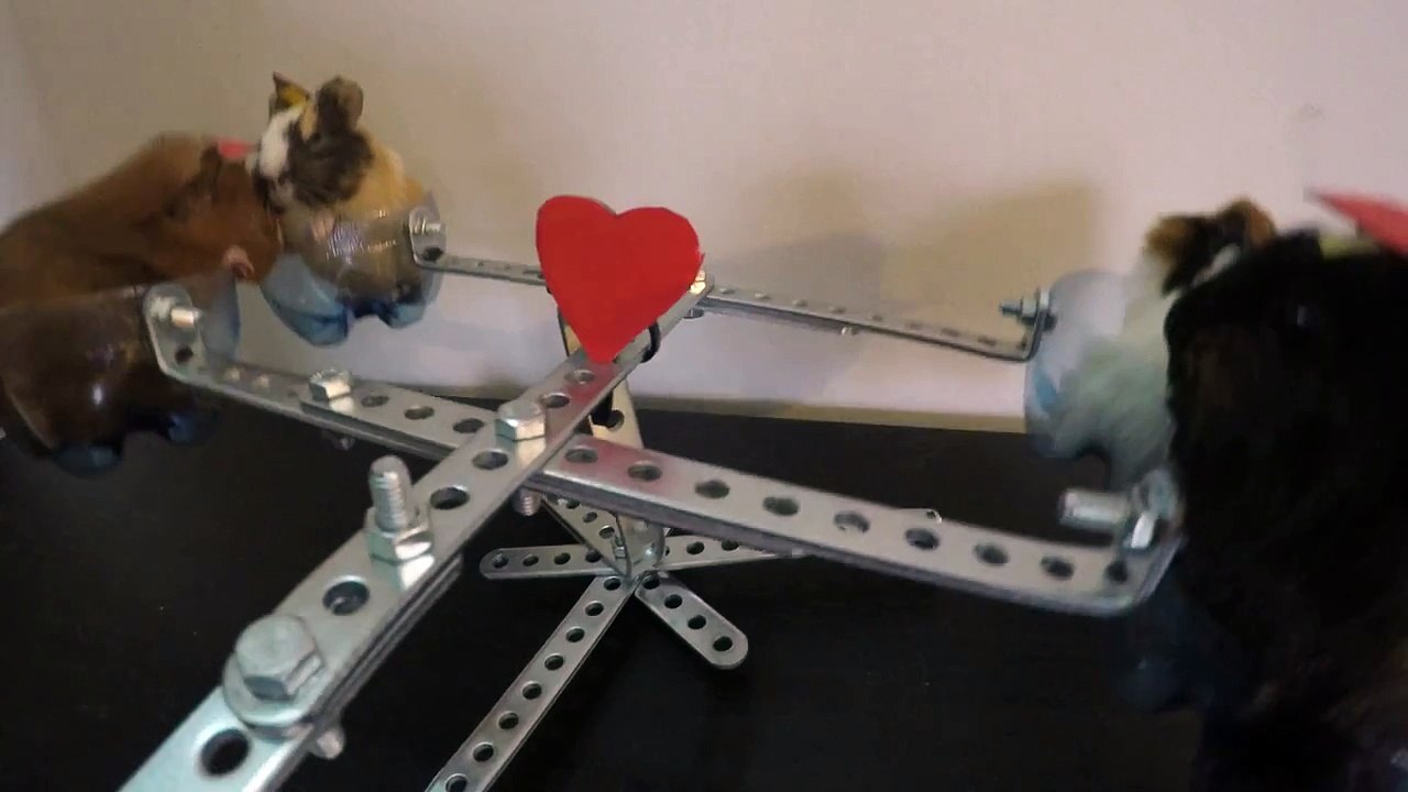 funny animals having fun