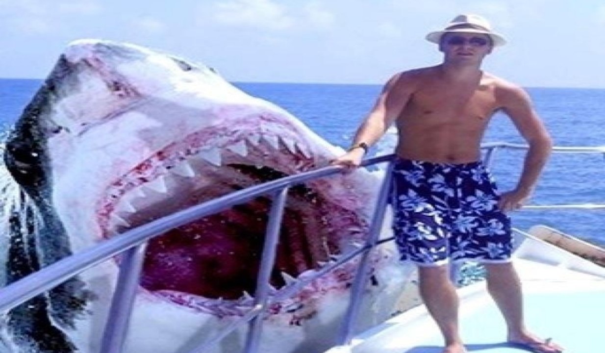 Biggest Sharks Ever?! - MEGALODONS! STILL ALIVE