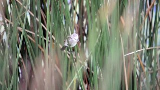 Arundinicola leucocephala (freirinha) White-headed Marsh Tyrant