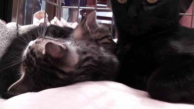 Une maman chat parle à ses bébés poilus très bavards avec une voix adorable (Video 1)