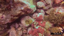 Maday's Sea World: Up close with White-eyed Moray Eel