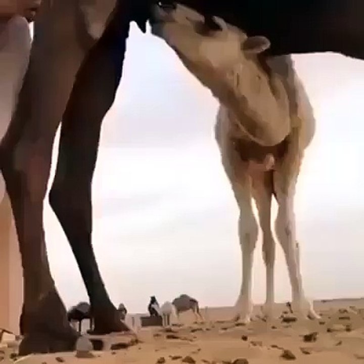 funny video taking selfie