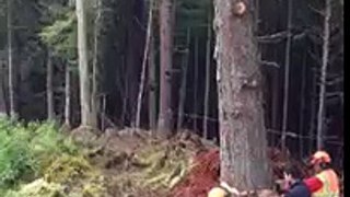 Tree falling