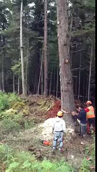 Tree falling