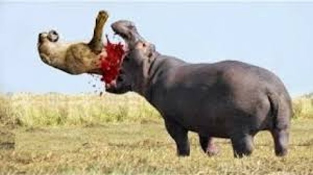 Animals Real Fight - Amazing Animal Attack - Discovery Channel