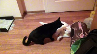 Black Cat, White Cat - Sniezka and Nuzia playing together