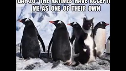 Tap-Dancing Top-Hat Wearing Penguins!! || Disco Zoo || Episode #8