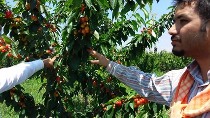 Kiraz Çeşitleri Kiraz Cinsleri Kiraz Türleri