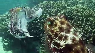 Cuttlefish Orgy