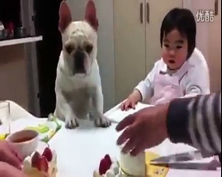 Funny Animals : Funny Cats And Dogs | Funny Videos : Animales Graciosisimos Y Chistosos Pa
