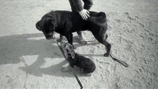 Dangerous Rottweiler attacks puppy