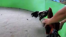 aaa