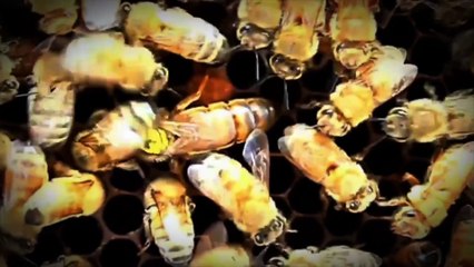 Game Theory  The Human Hive Mind Theory (Starcraft 2  Legacy of the Void)