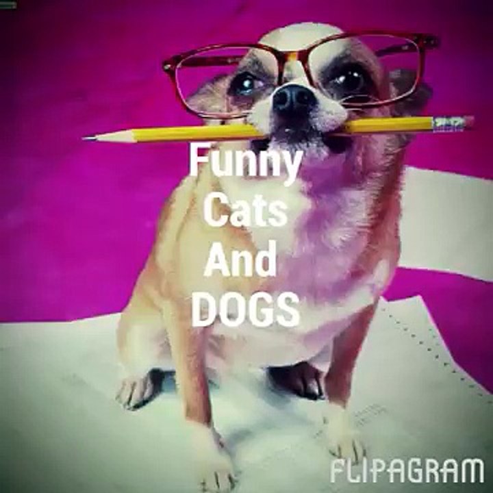 Funny Animals - A Funny Animal Videos Compilation 2015