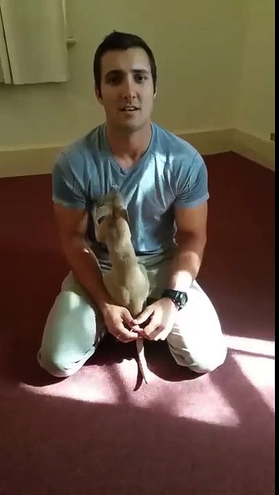 Orphaned baby kangaroo needs a mom