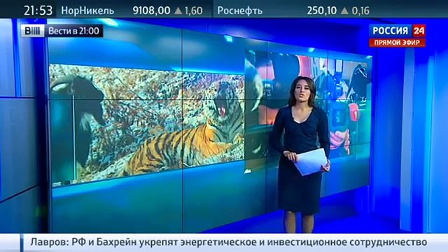 Странный союз тигра и козла: Тимур выгнал Амура на мороз