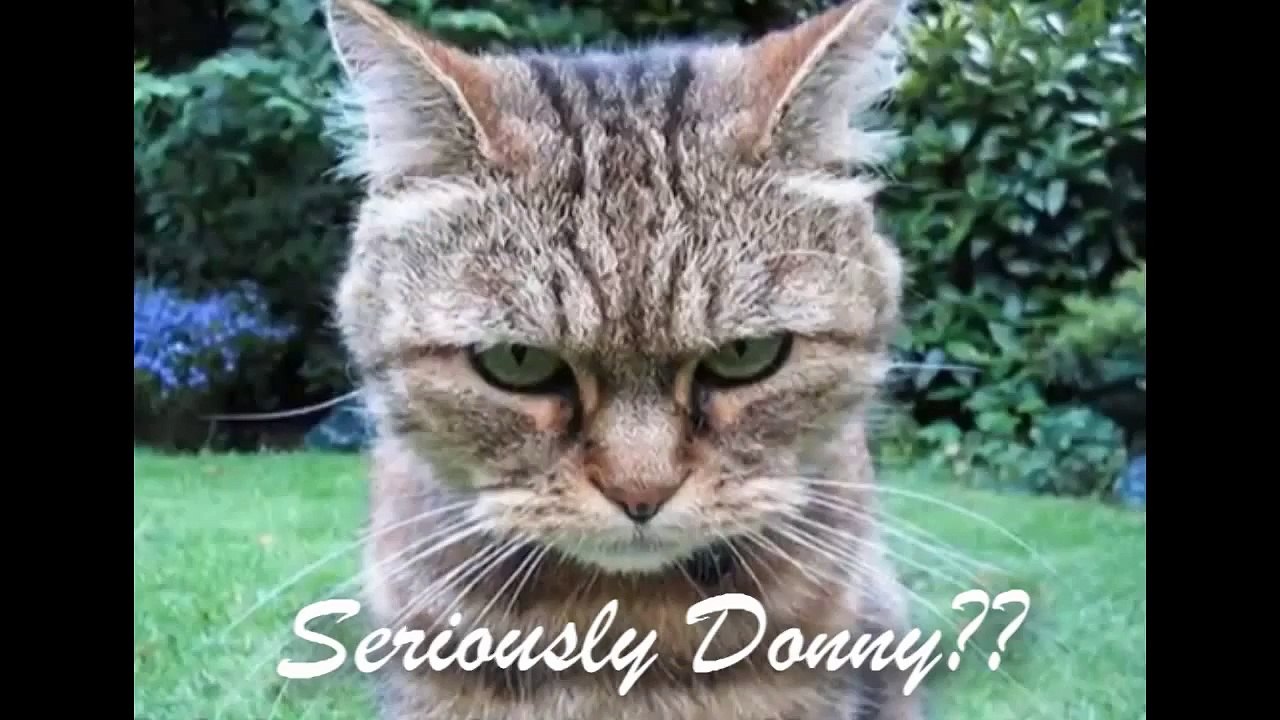 Best of 2015 Cute Funny Animals