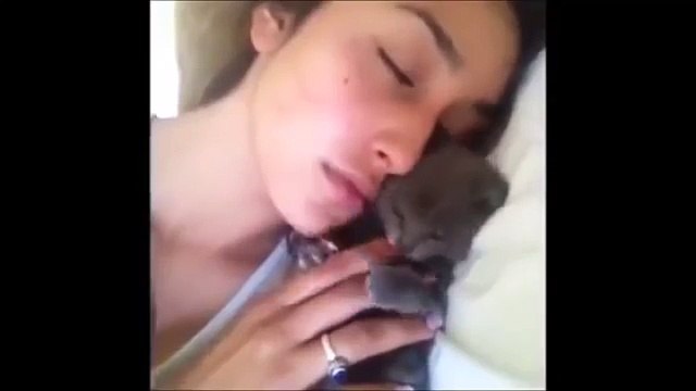 Funny Cat & Cute Kittens Fail Animals Videos Best Funny Kitty Cat Video № 20 | Morsomme Ka