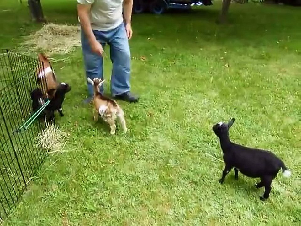 Crazy Little Goat Cant Stop Jumping and Running Around