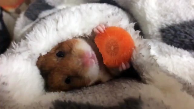Cute Hamster Eating a Carrot Wrapped in a Blanket