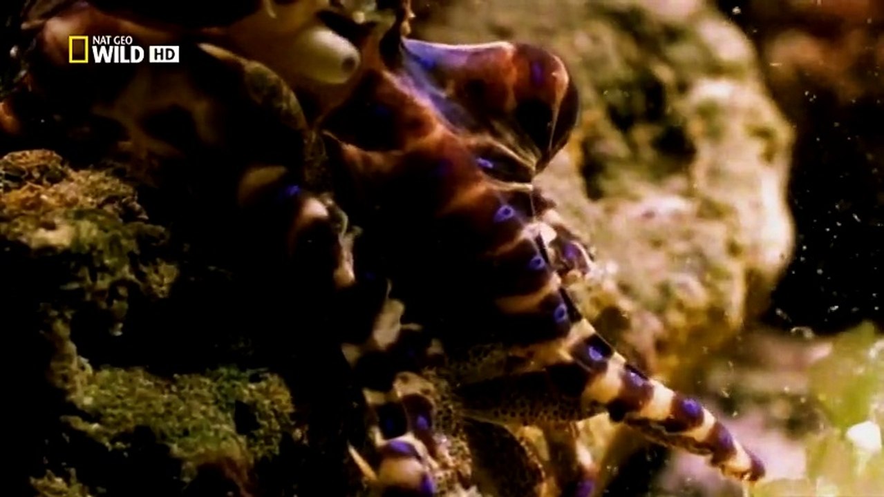 Muhteşem Yırtıcılar :  Avcı Cenneti  (Nat Geo Wild Türkçe Belgesel)