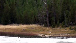 Black, Grey and White Wolf in Yellowstone Park (13-Sep-2009)