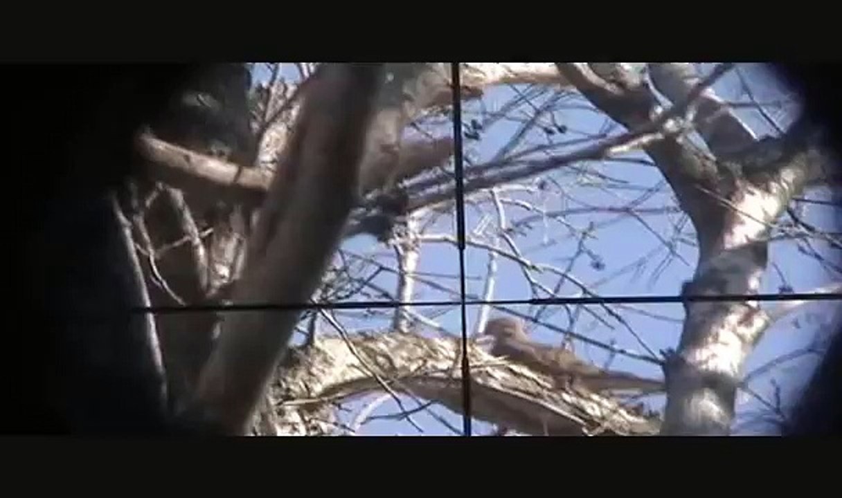 Havalı tüfekle kuş avı