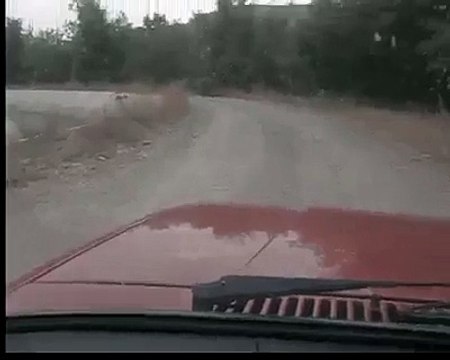 Yola inmiş keklik sürüsü