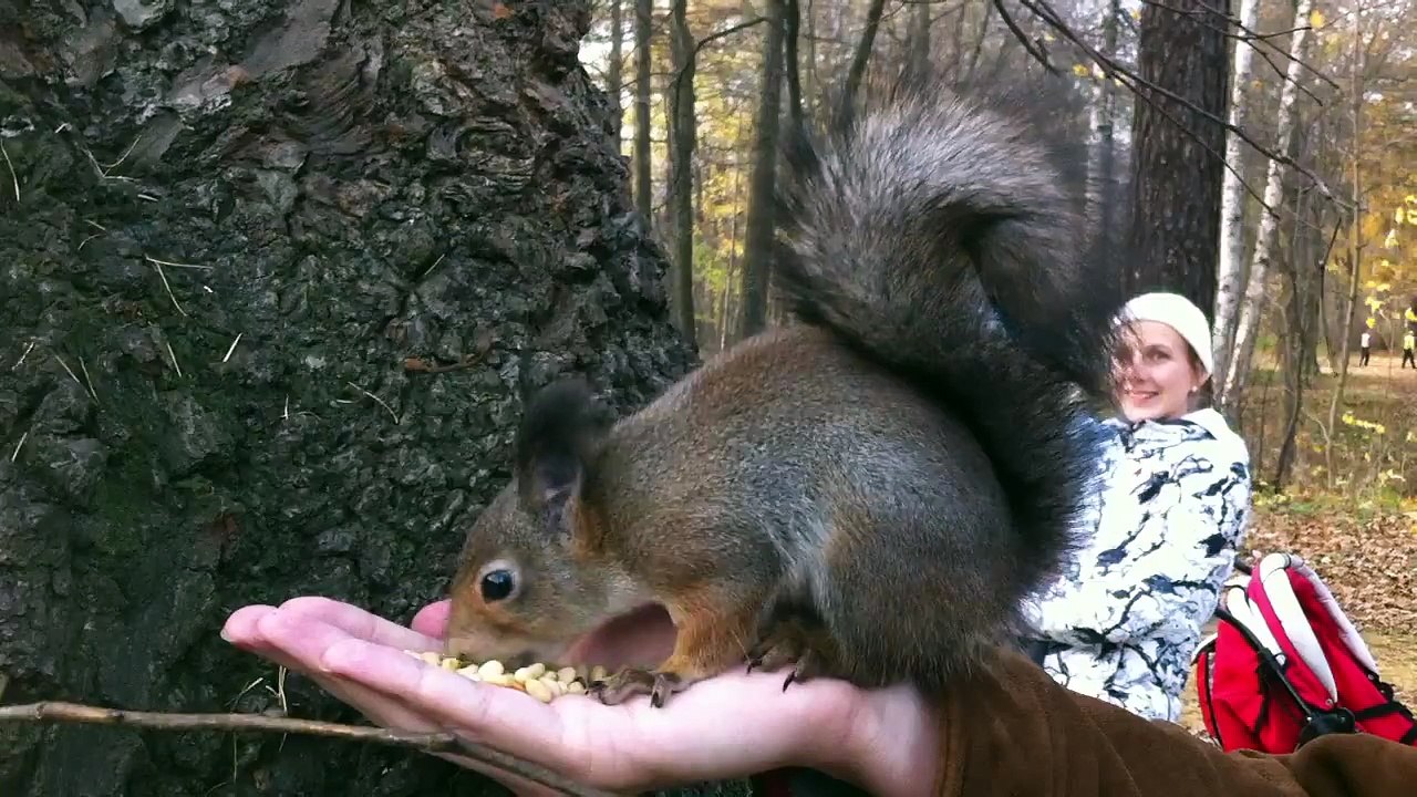 Moderately wild squirrel