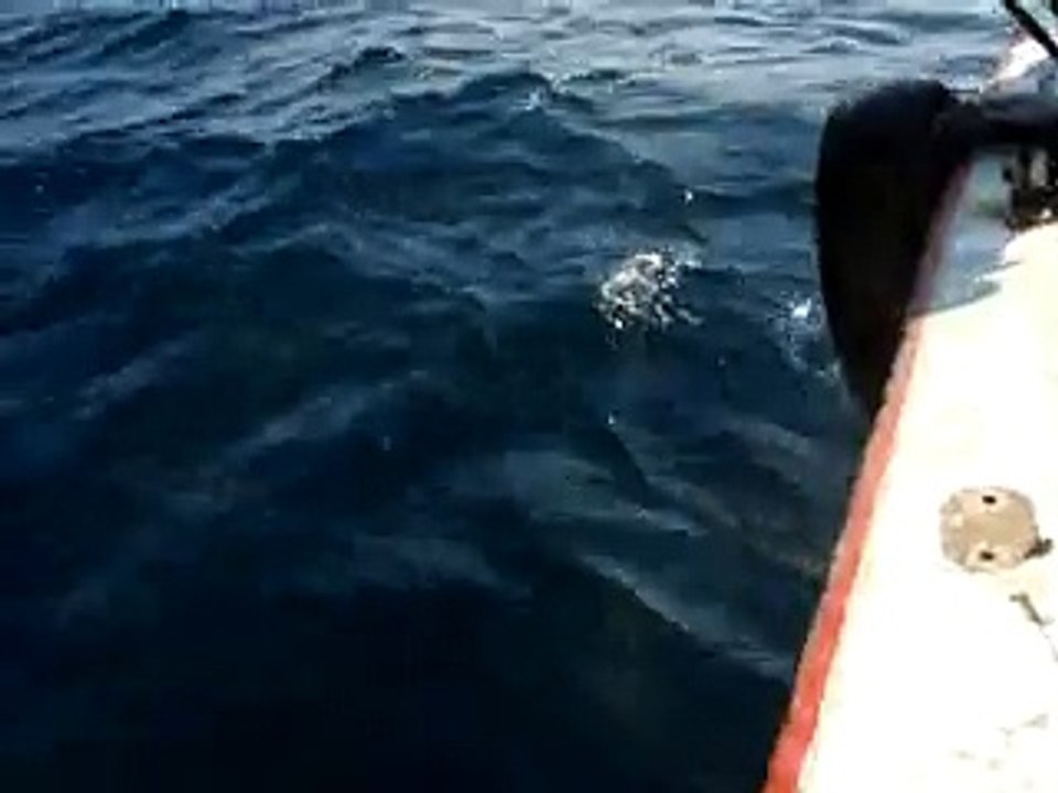 Kefal Avı