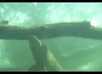 Turna Balığının ölü balığa saldırışı