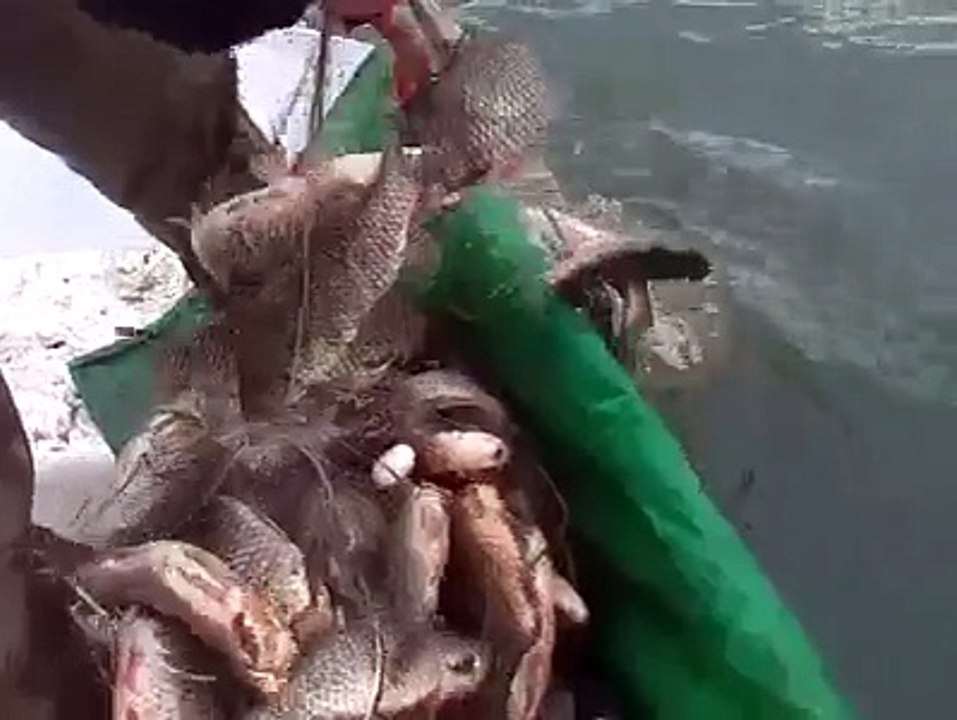 Hiç bu kadar balık gördünüzmü