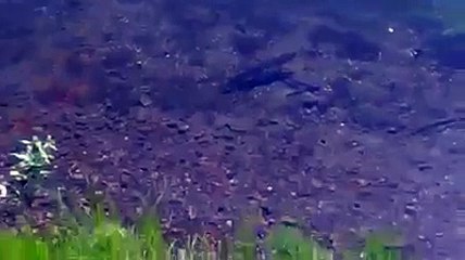 Ördek yavrusunu götüren Turna