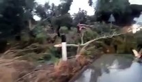 Ciclone a Catanzaro: alberi sradicati tra Roccelletta di Borgia e Squillace Lido
