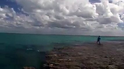Tuttuğu Balığa Köpek Balıkları Saldırıyor