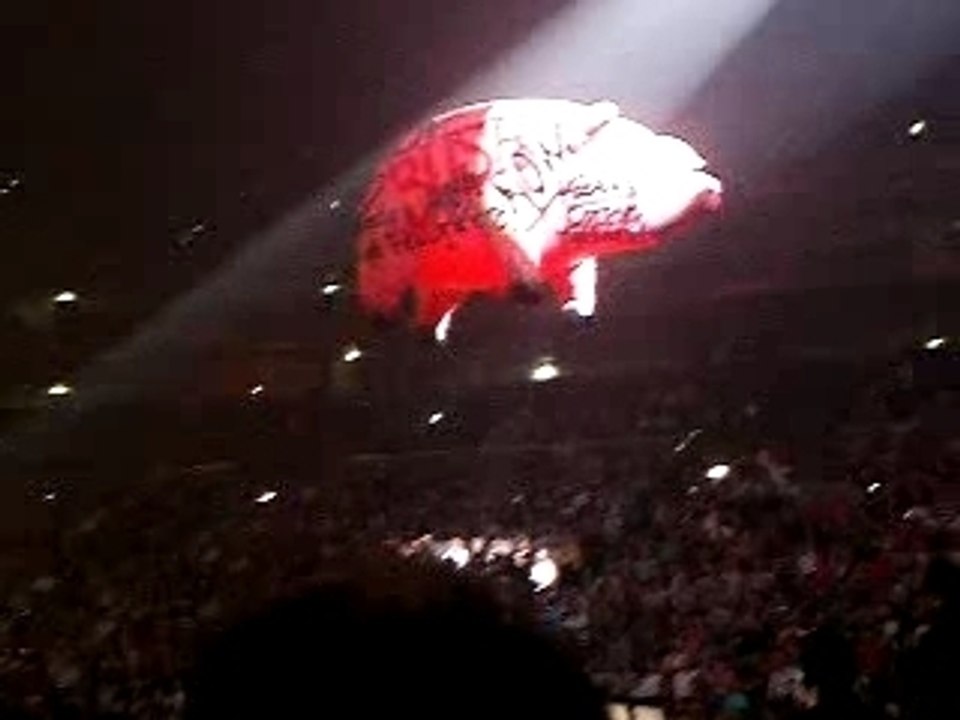 Sheep 1