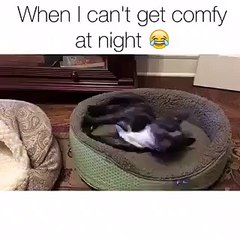 Ce chien ne trouve pas la bonne position pour dormir