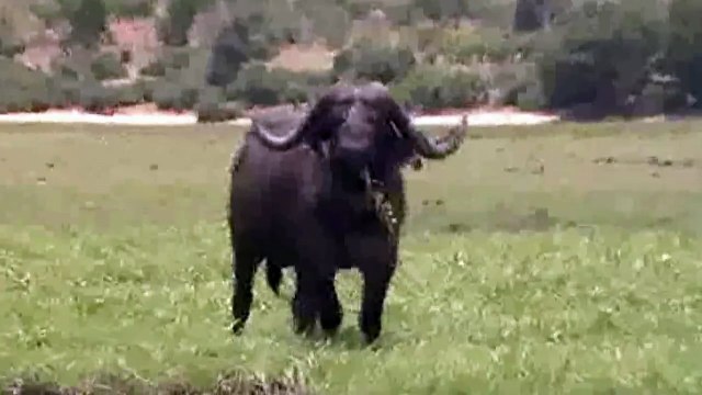 Un buffle prend en chasse un groupe de touristes sur un bateau. Flippant