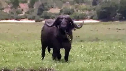 Un buffle prend en chasse un groupe de touristes sur un bateau. Flippant